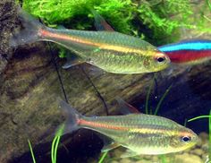 two colorful fish swimming in an aquarium