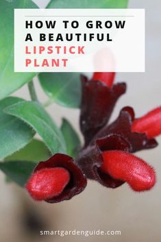 red flowers with text overlay how to grow a beautiful lipstick plant