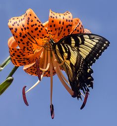 an orange and black butterfly sitting on top of a flower with blue sky in the background