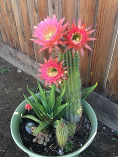 a potted plant with pink flowers and succulents on the ground in front of a wooden fence