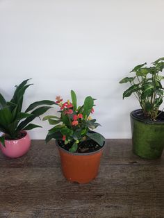 three potted plants sitting on top of a wooden table