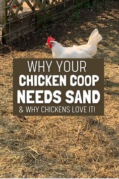 a chicken coop needs sand and why chickens love it is an easy way to keep them from pecking