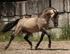 a brown horse running across a dirt field next to a stone wall and green grass