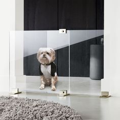 a small dog sitting in front of a glass block