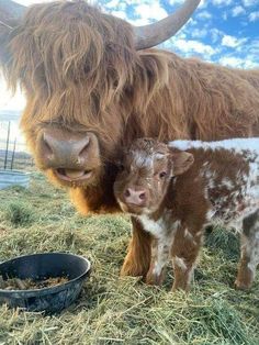 a baby cow standing next to an adult cow