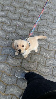 a small white dog on a leash standing next to someone's feet and leg