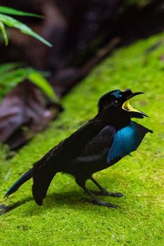 a black and blue bird with its mouth open standing on green grass in front of plants