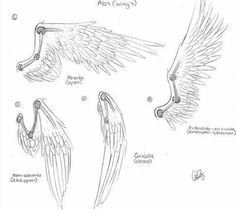 three different types of wings and their names