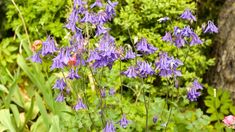 purple flowers are blooming in the garden