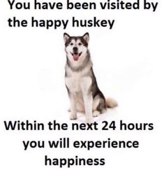 a husky dog sitting in front of a sign that says, you have been visited by the happy huskey within the next 24 hours you will experience happiness happiness