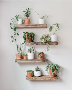 several potted plants are arranged on wooden shelves