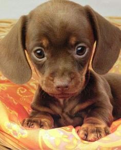 a small brown dog laying on top of a bed