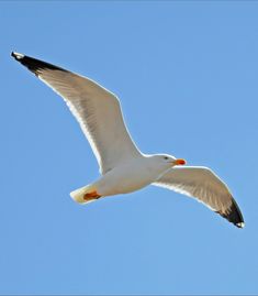 a seagull flying in the blue sky with its wings spread