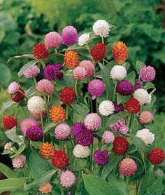 a bunch of flowers that are growing in the grass with leaves on top of them