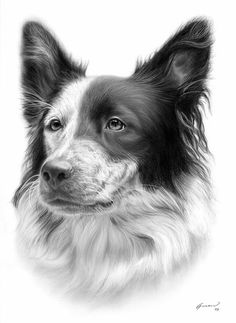 a black and white drawing of a dog's face with long hair, looking straight ahead