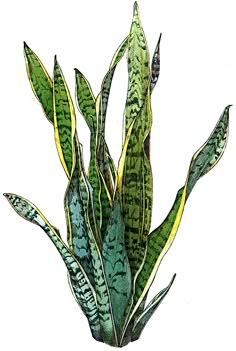 a drawing of a plant with green leaves