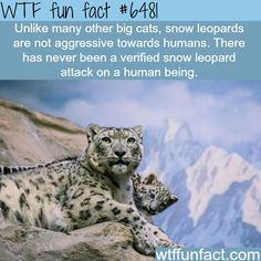 Snow Leopards - WTF fun facts Crazy Facts, Wow Facts, Random Facts, Wild Things, A Rock, Fun Fact