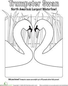 a coloring page with two swans in the water