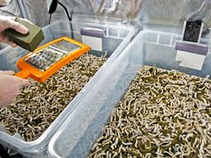 a person is using a grater to scoop up insects