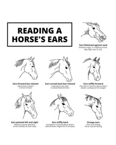 the horse's ears are shown in black and white, with instructions for how to draw