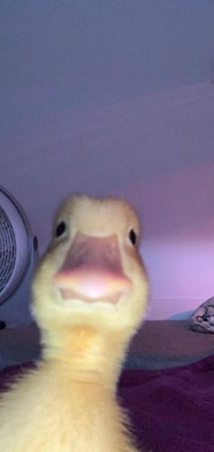 a close up of a duck on a bed with a fan in the back ground