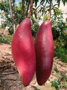 two red fruit hanging from a tree