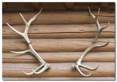 two antlers mounted to the side of a log cabin