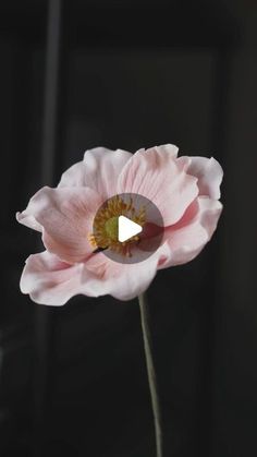 a pink flower with a green center in front of a black background