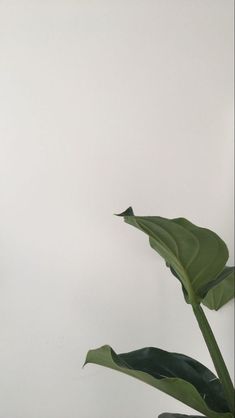 a large green plant sitting in front of a white wall