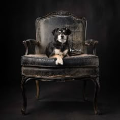 a black and white dog sitting on top of an old chair in front of a dark background