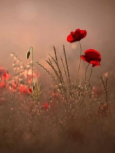 some red flowers are growing in the grass