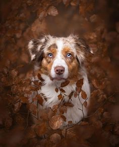 a brown and white dog with blue eyes looking at the camera from behind some leaves