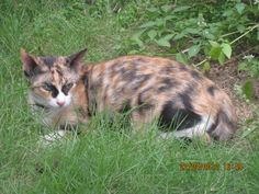 a calico cat is sitting in the grass