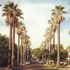 palm trees line the street as cars drive by