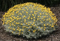 yellow flowers are growing in the dirt