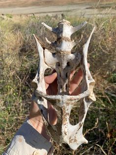 a person holding up an animal skull in their hand with grass and bushes in the background