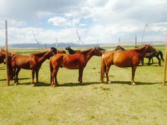 there are many horses standing together in the field