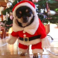 a small dog dressed up like santa clause