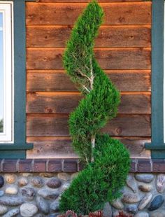 a small tree is growing out of the corner of a stone wall in front of a window