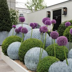 some very pretty flowers and bushes in a garden