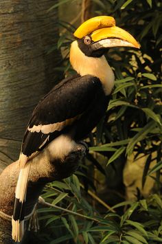 a bird with a large yellow beak sitting on a branch in front of some leaves