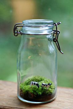 a glass jar filled with moss sitting on top of a wooden table