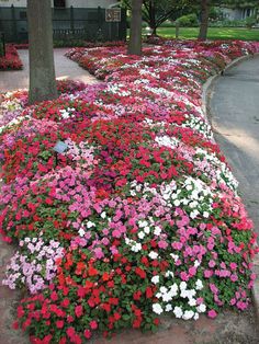 flowers are growing in the ground next to a tree and sidewalk with text that reads, annuals for flower beds