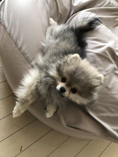 a small dog laying on top of a bean bag chair