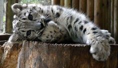 a white and black snow leopard laying on top of a tree stump