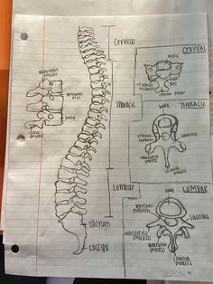 a piece of paper with drawings of different types of human body parts and their names