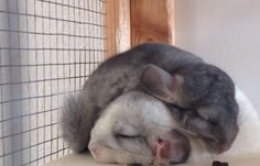 a gray and white cat sleeping on top of a table