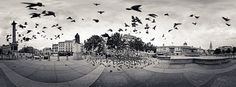 black and white photograph of birds flying in the air over a cityscape with tall buildings