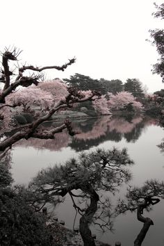 the trees are blooming and reflecting in the water's surface, while the sky is overcast