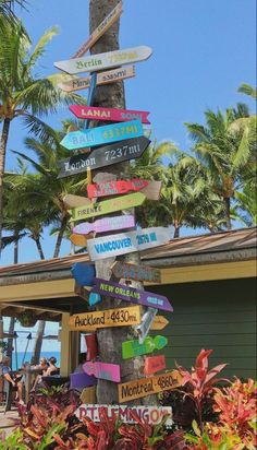 a wooden pole with many signs on it in front of some palm trees and plants